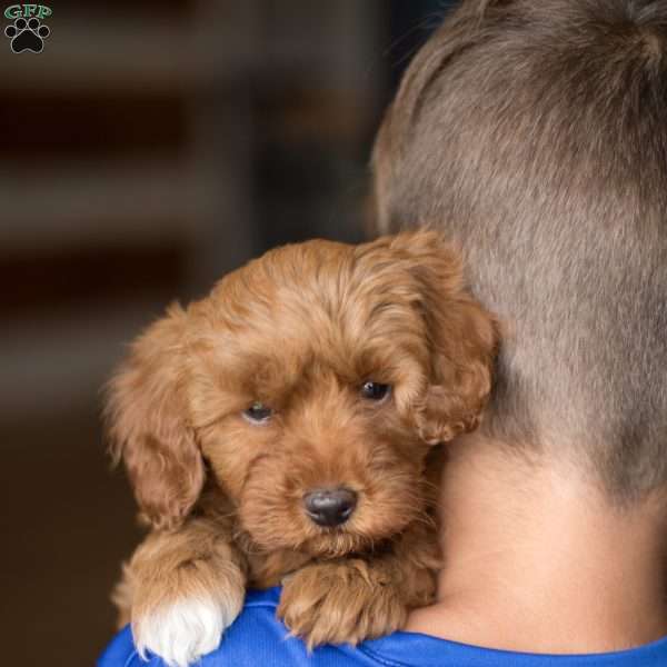 Louie, Mini Goldendoodle Puppy